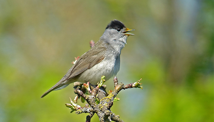 Les oiseaux et le printemps